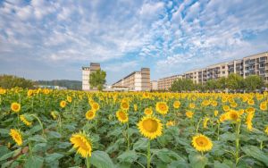 安徽高考多少分能上洛阳师范学院？附近三年最低院校投档线